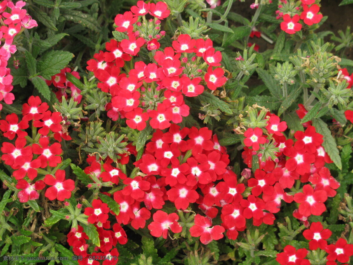 美女樱 铺地锦 草五色梅 花卉 花草 花朵 植物 绿化景观 背景素材 花卉大观园 生物世界