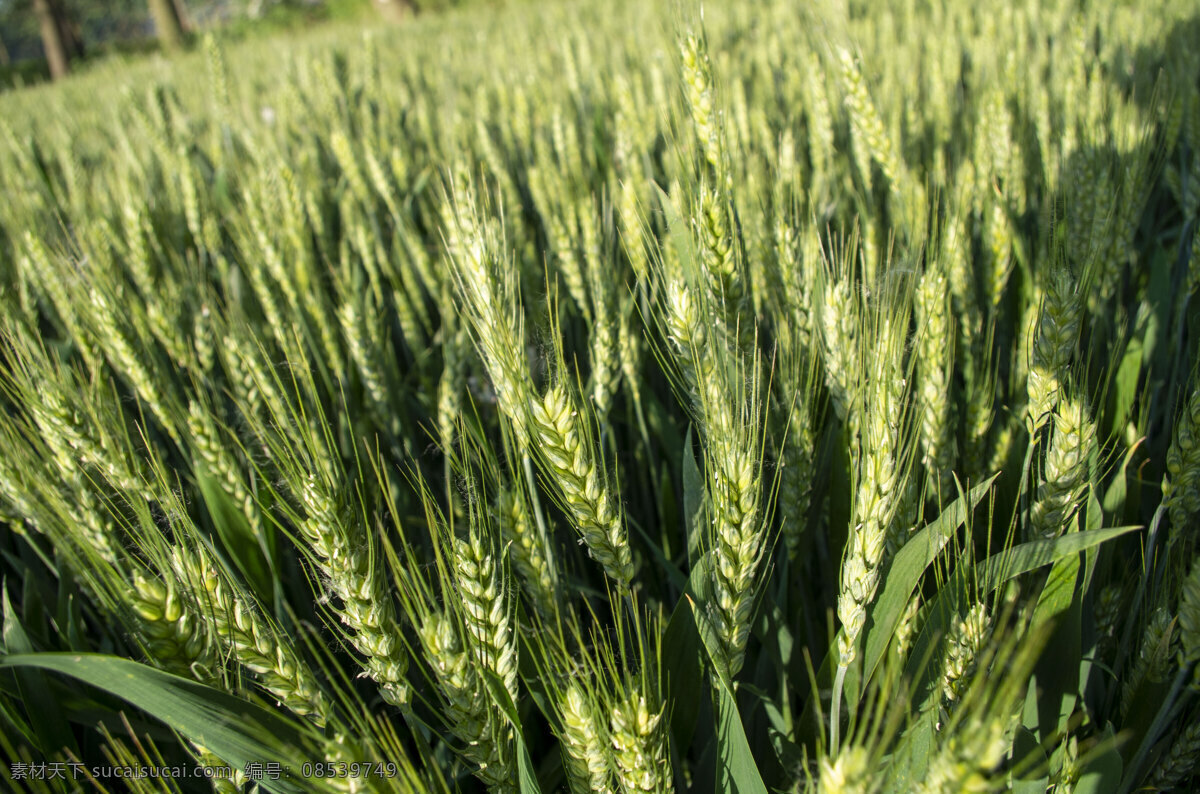 青麦 麦穗 麦芒 青芒 麦子 特写小麦 青色的小麦 生物世界 其他生物