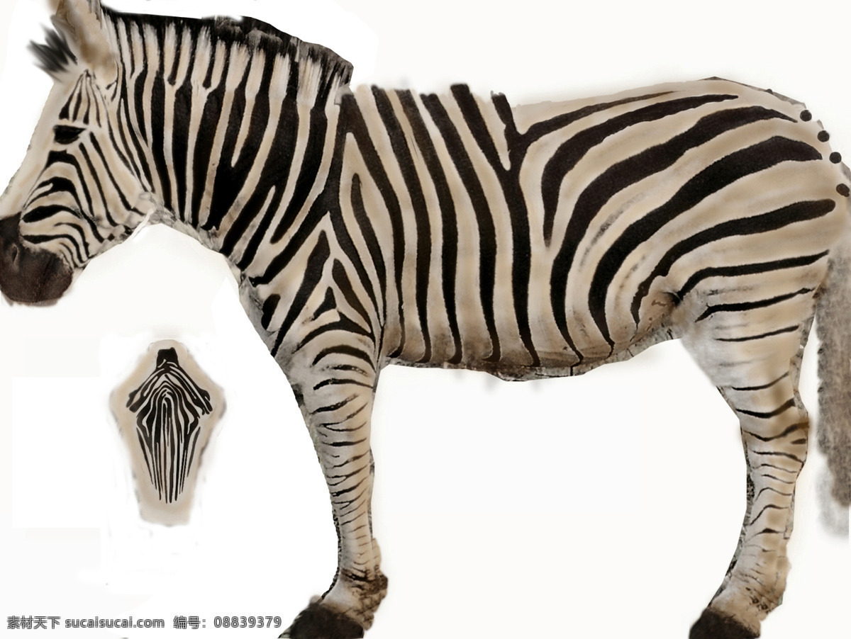 zebra 斑马 动物模型 陆生动物 3d模型素材 动植物模型