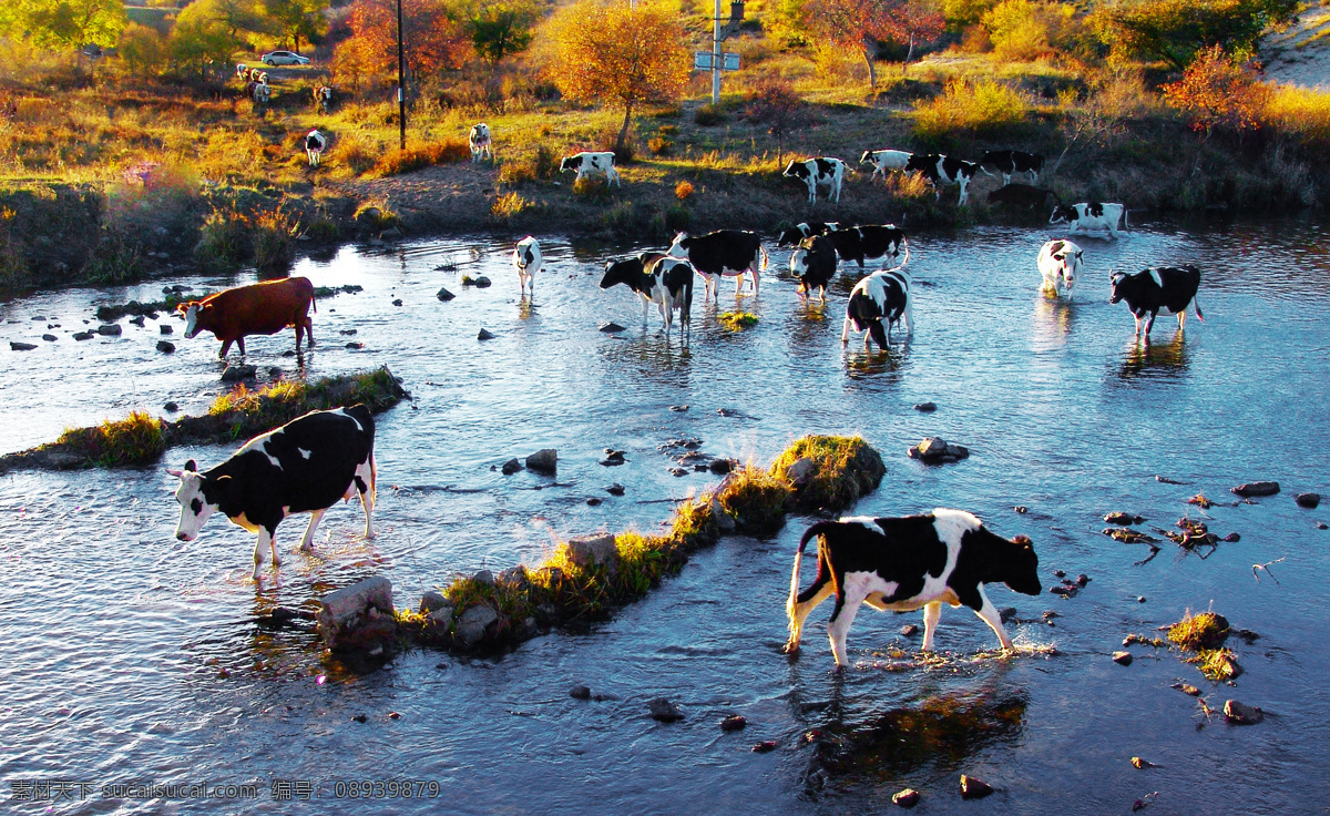 内蒙美景 牛羊 秋季 内蒙 草原 山水 美景 秋天 景色 草地 蓝天 白云 树林 旅游摄影 国内旅游