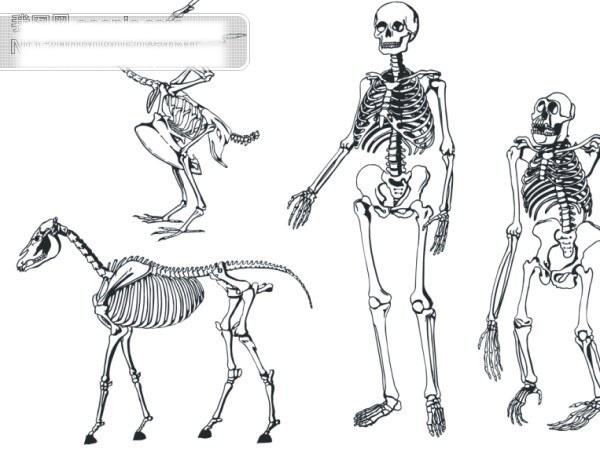 骨骼骨架矢量