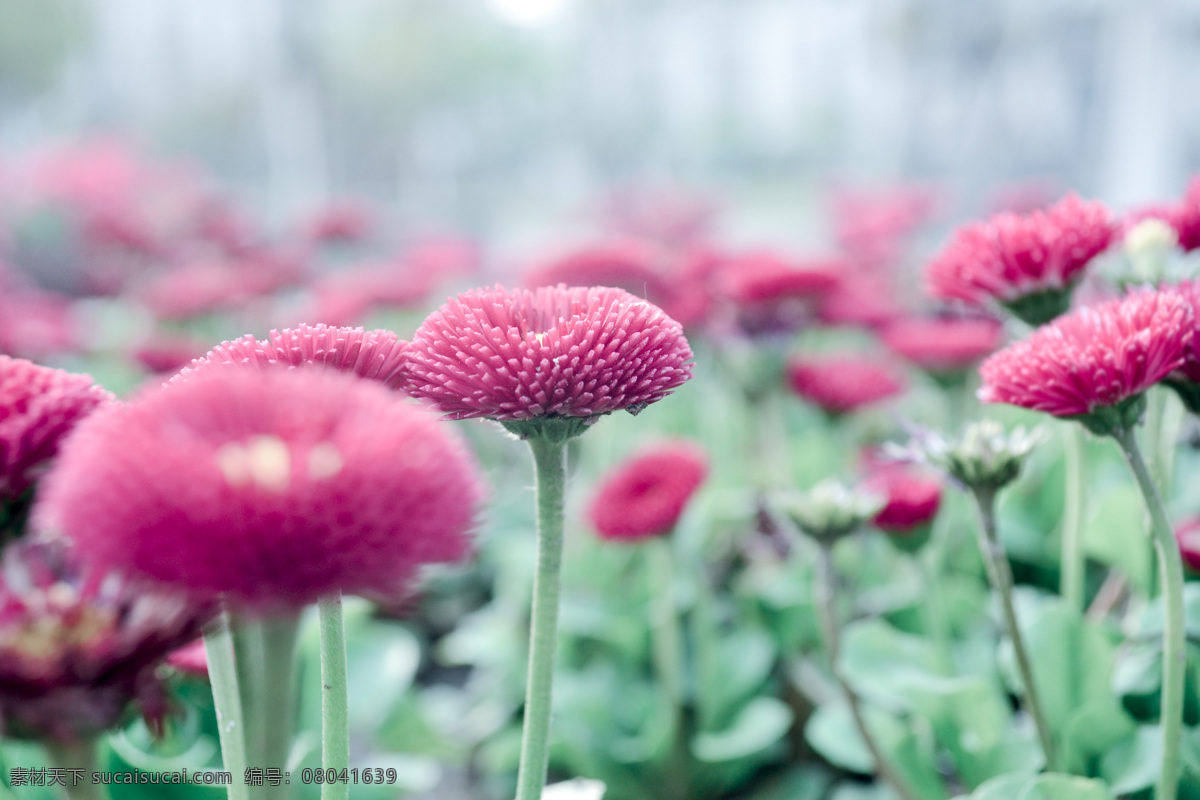 菊花 花卉 花草 花 春天 生物世界