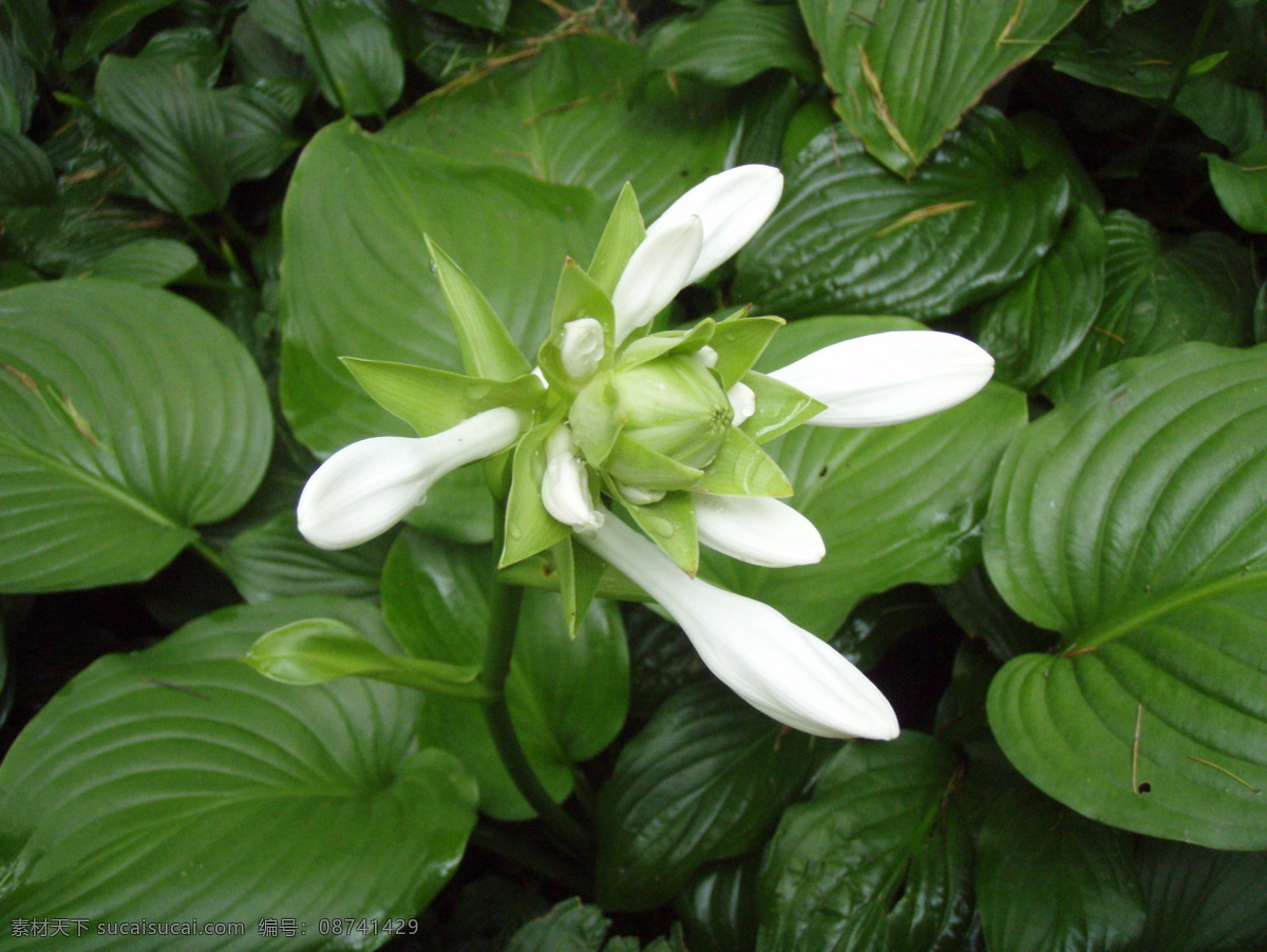 玉簪花 花草 花卉 花朵 生物世界 绿叶 鲜花