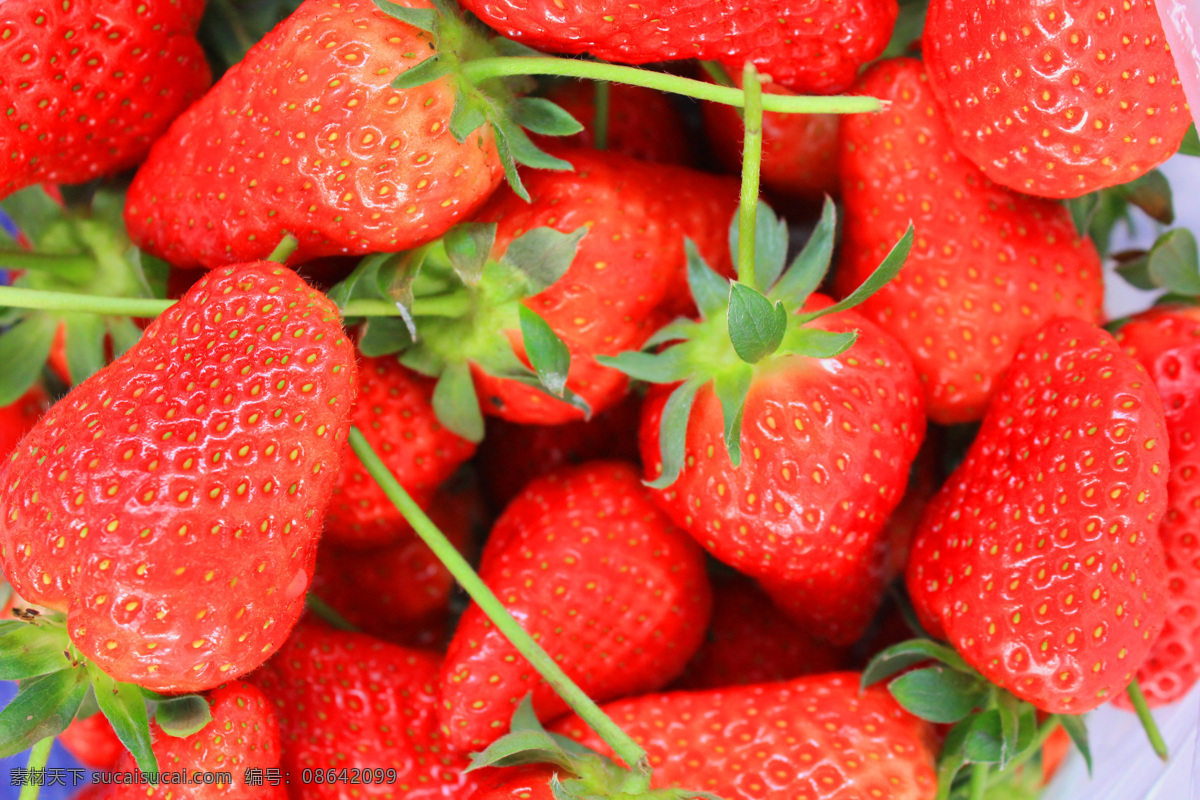 高清 草莓 摄像 水果 新鲜 风景 生活 旅游餐饮