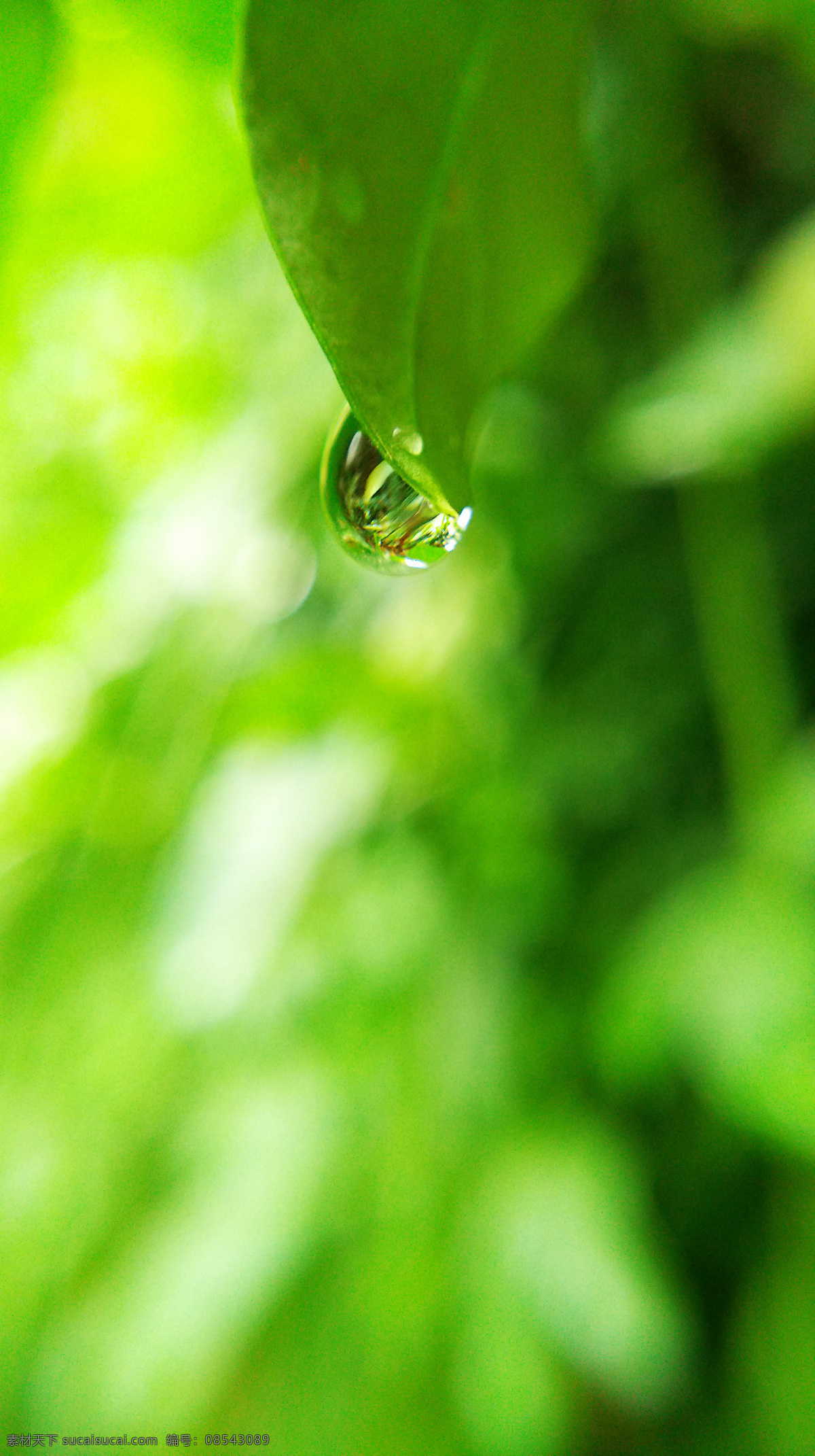 露珠 水珠 雨后 绿植 树叶 植物花卉 生物世界 树木树叶