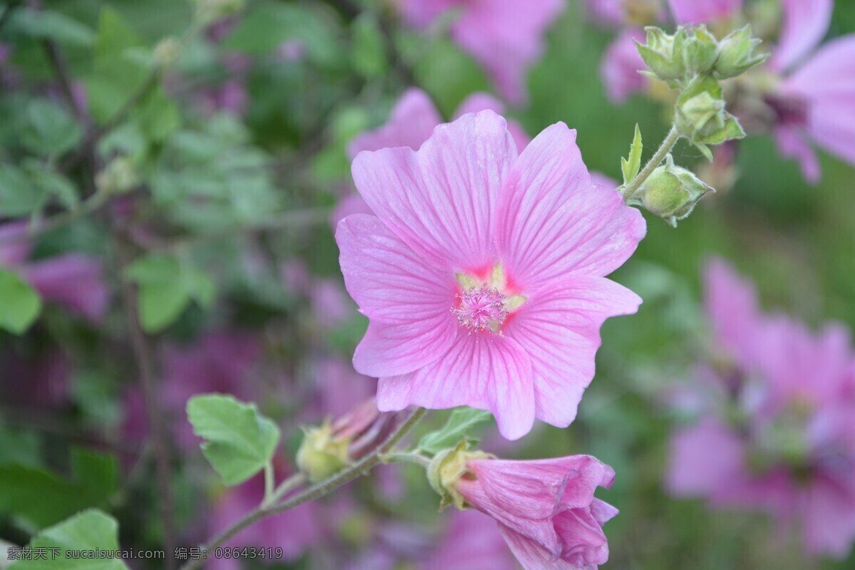 芙蓉花 粉色芙蓉花 粉色花朵 微距花朵 粉色 微距 花朵 鲜花 花卉 花瓣 花蕊 花苞 花蕾 花枝 花叶 枝干 花草 植物 生物世界