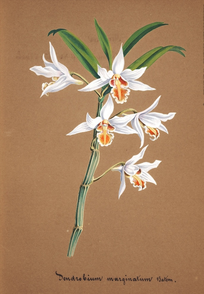 手绘兰花 植物 手绘画 水彩画 手绘花朵 兰花插画 自然 手绘花 植物果实插画 兰花 插图 彩色兰花图 唯美鲜花 漂亮 鲜花 装饰画 欧式 花卉 传统艺术 艺术 花朵 花鸟画 手绘花鸟画 风景画 插画 生物世界 花草