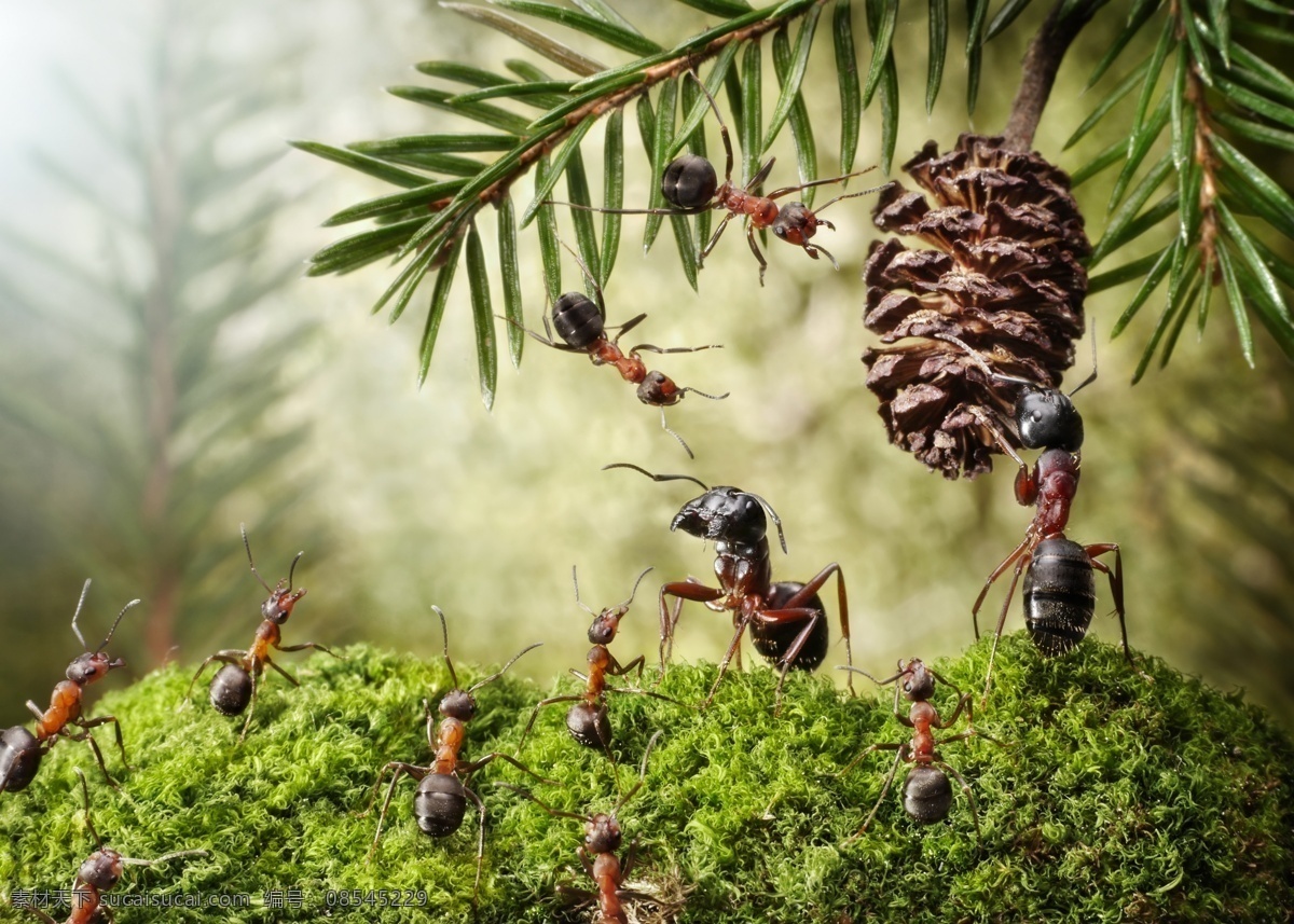 蚂蚁 风景 动物 动植物 老虎 天空 山水画 户外 旅游 旅行 景观 秀丽风景 美丽 自然 绿色植被 淘宝海报 生活百科 学习办公