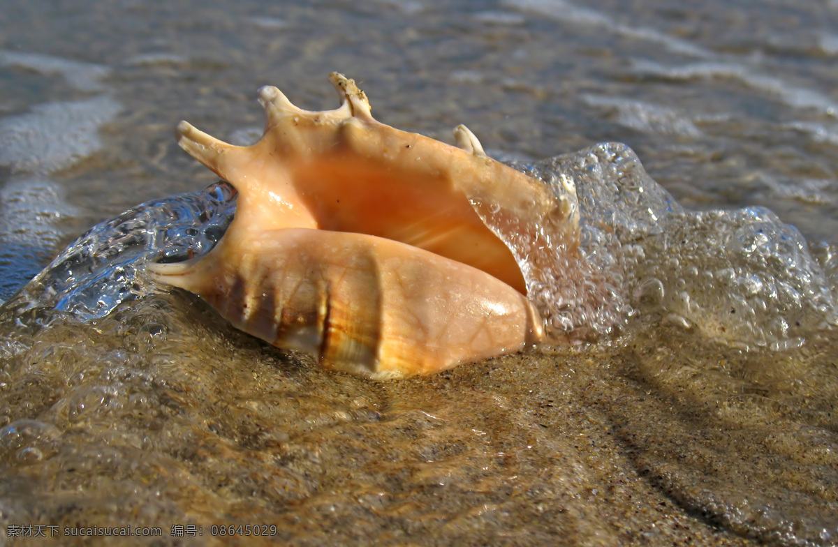 海螺 大海 海滩 海洋 海洋生物 沙滩 生物世界 螺 特写 还是 psd源文件