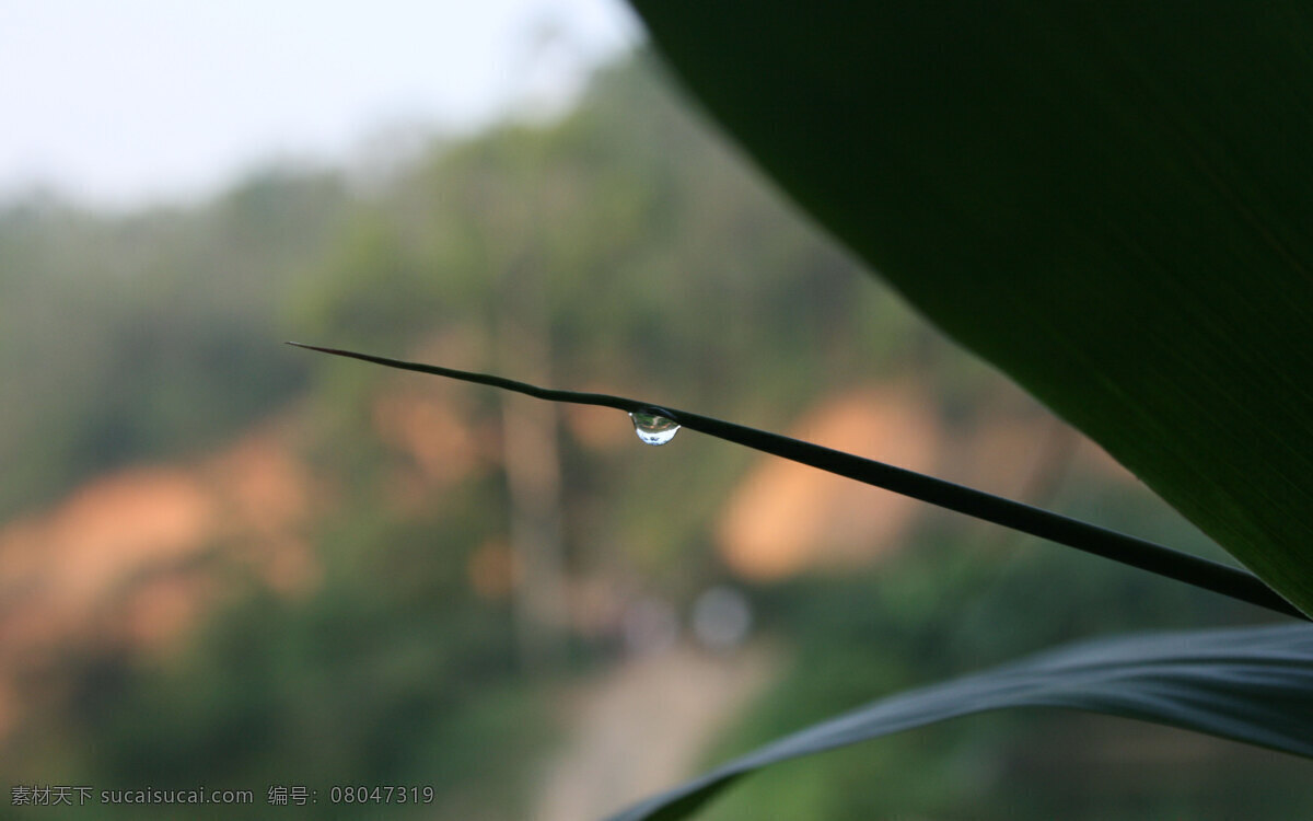 晨雾 草 花 山 水滴 雾 自然风景 自然景观 水 psd源文件