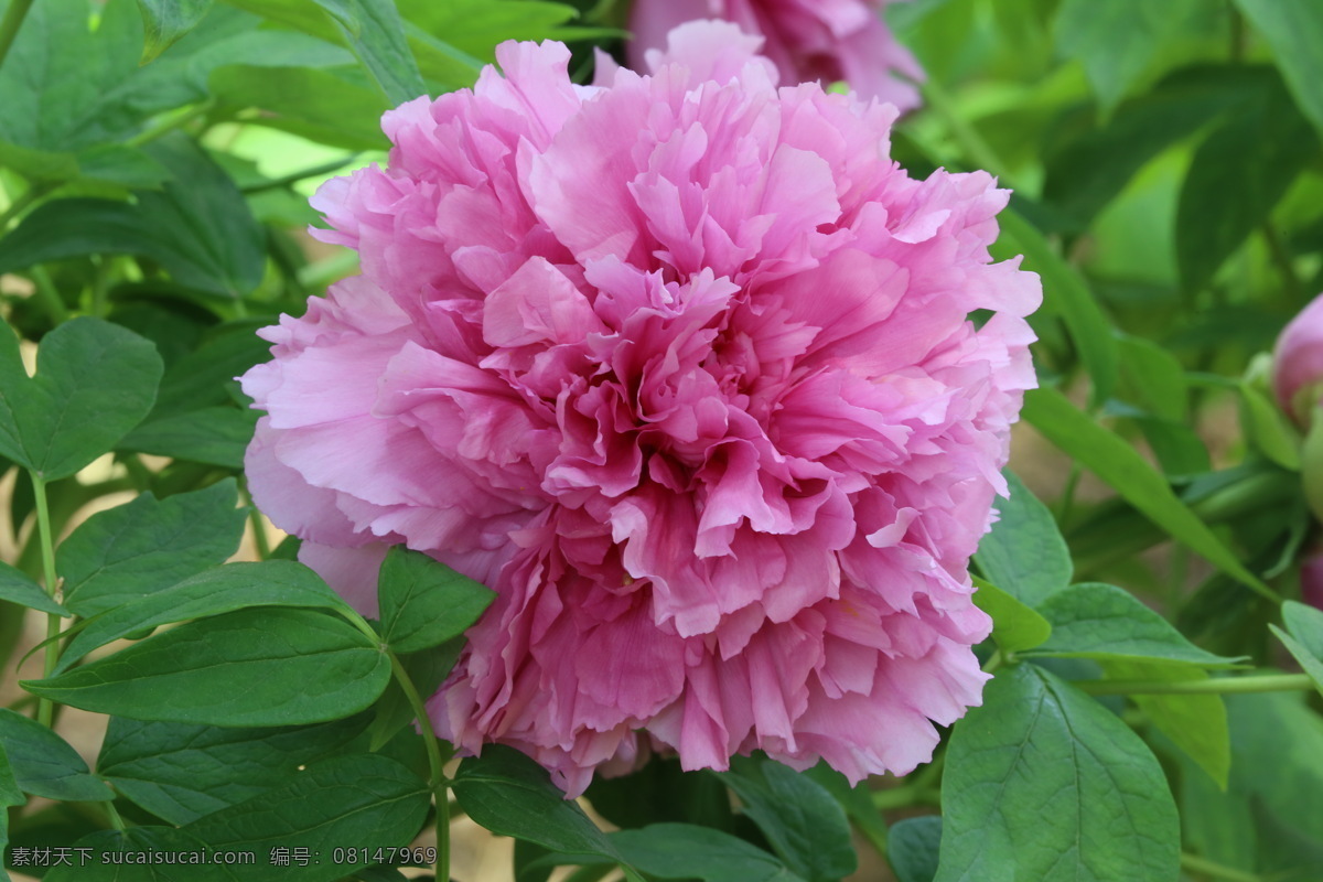 牡丹花 蜜蜂 牡丹 观赏花卉 鼠姑 木芍药 百雨金 洛阳花 花朵 花瓣 花蕊 花卉 花儿 花草 植物 园林绿化 绿化景观 芍药牡丹 生物世界