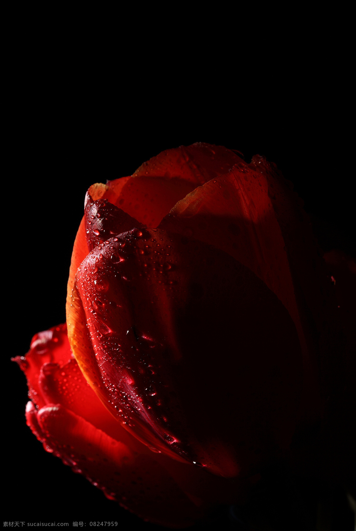 水珠 露珠 花瓣 植物花朵 美丽鲜花 漂亮花朵 花卉 鲜花摄影 红色郁金香 花草树木 生物世界 黑色