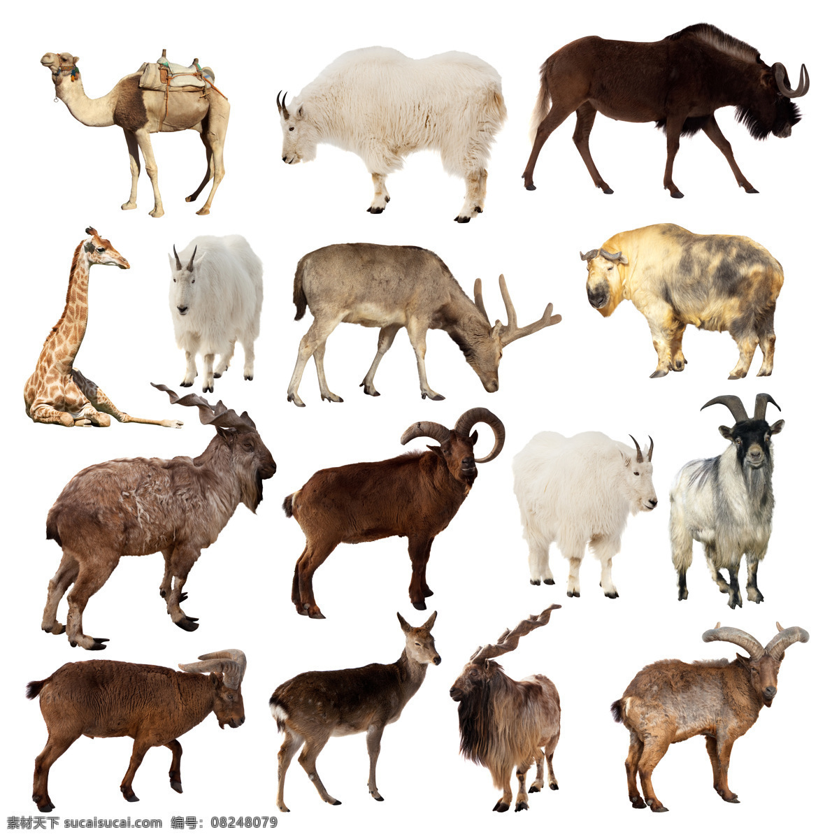 大 草原 动物 合 辑 大草原 羚羊 长颈鹿 骆驼 牦牛 陆地动物 生物世界