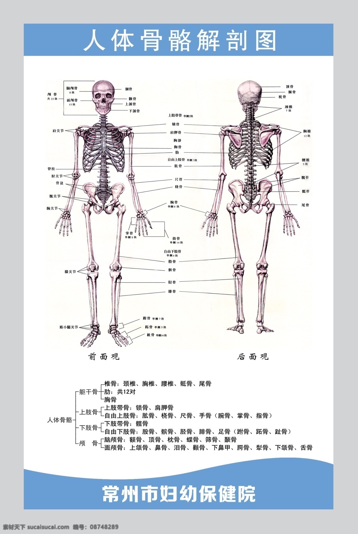 人体 骨骼 解剖 图 医院展板 人体结构 医学 科室展板 医院挂图 健康 治疗 疾病预防 人体骨骼