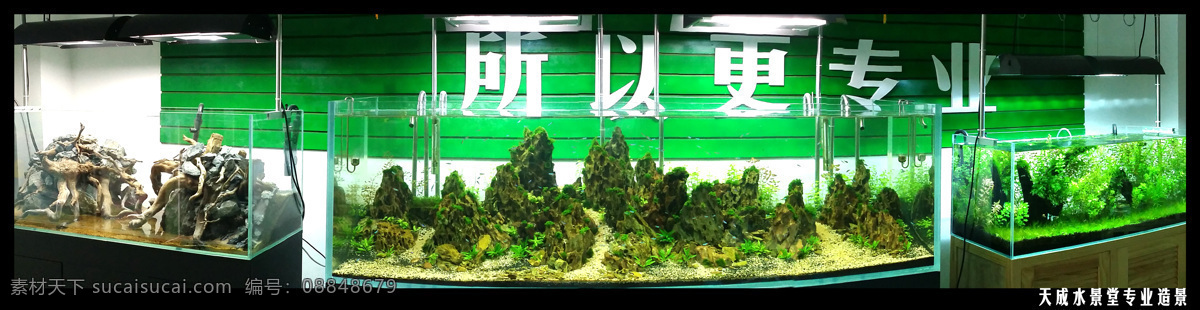 水草造景 水族 水草 造景 文化艺术
