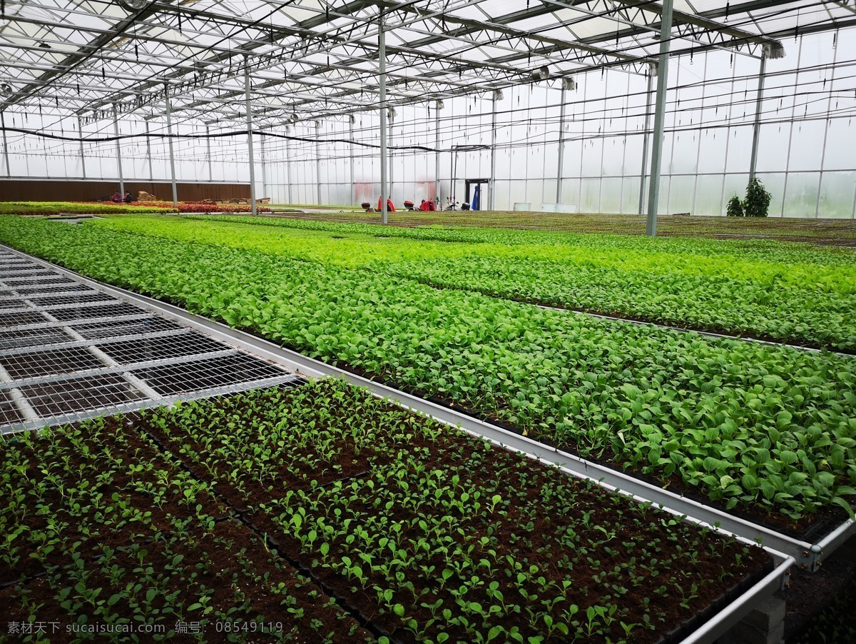 现代化 农业 大棚 温室 种植 育苗 现代科技 农业生产