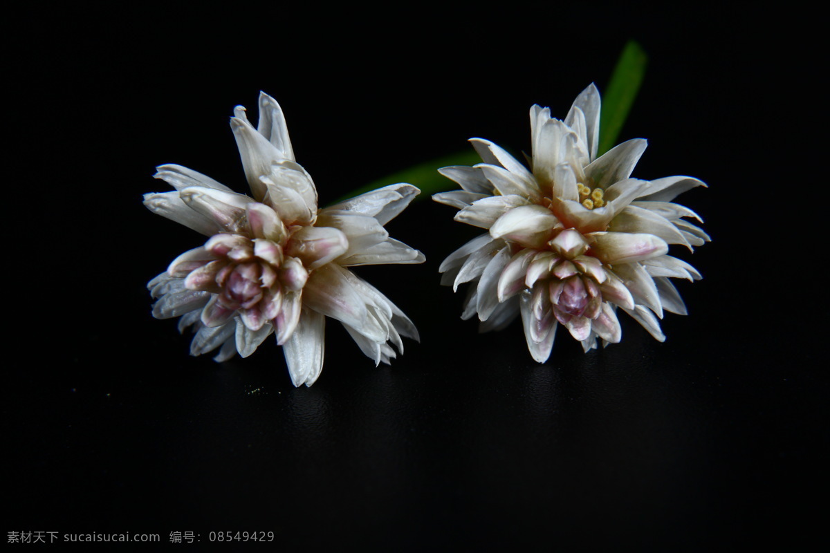 虾钳菜 满天星 白花仔 节节花 水牛膝 膨蜞菊 莲子草 喜旱莲子草 空心莲子草 白色小花 白色野花 微距花卉 生物世界 花草