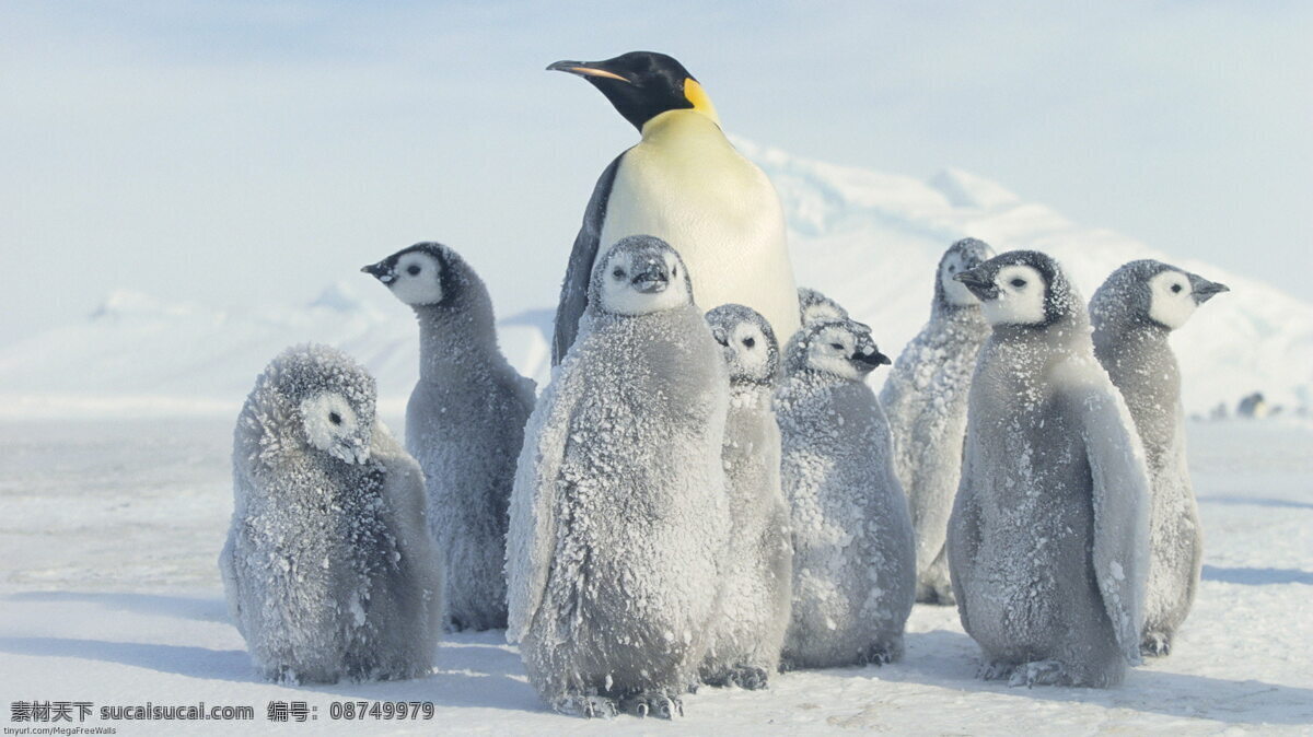 南极企鹅 南极 帝企鹅 哺乳动物 巴布亚企鹅 王企鹅 生物世界 海洋生物
