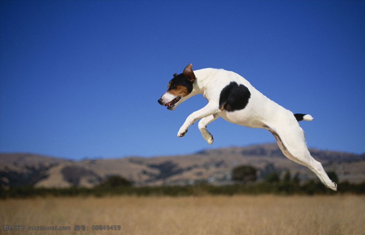 杰克罗素狗 跳跃 半空 半空中 哺乳动物 侧面 宠物 刺激 动感 动物 梗犬 狗 空中 灵敏 灵巧 犬科 犬科动物 宠物狗 家禽家畜 生物世界