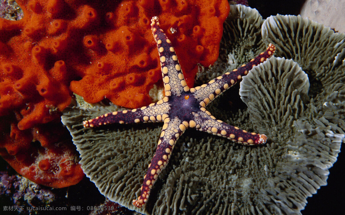 水下免费下载 海洋动物 珊瑚 摄影图 生物世界 水下 美丽海星
