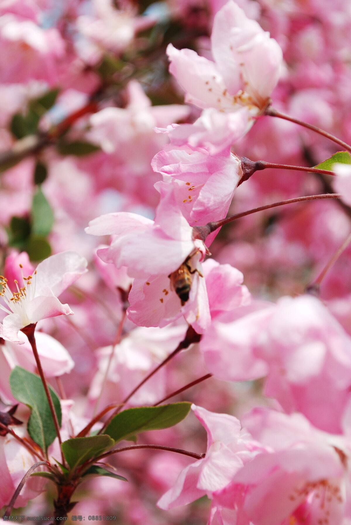 海棠花 粉色花朵 鲜花 粉色 花朵 花卉