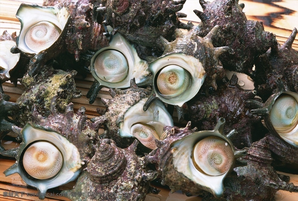 石螺 螺蛳 盘中明珠 小吃 贝壳 生物世界 其他生物