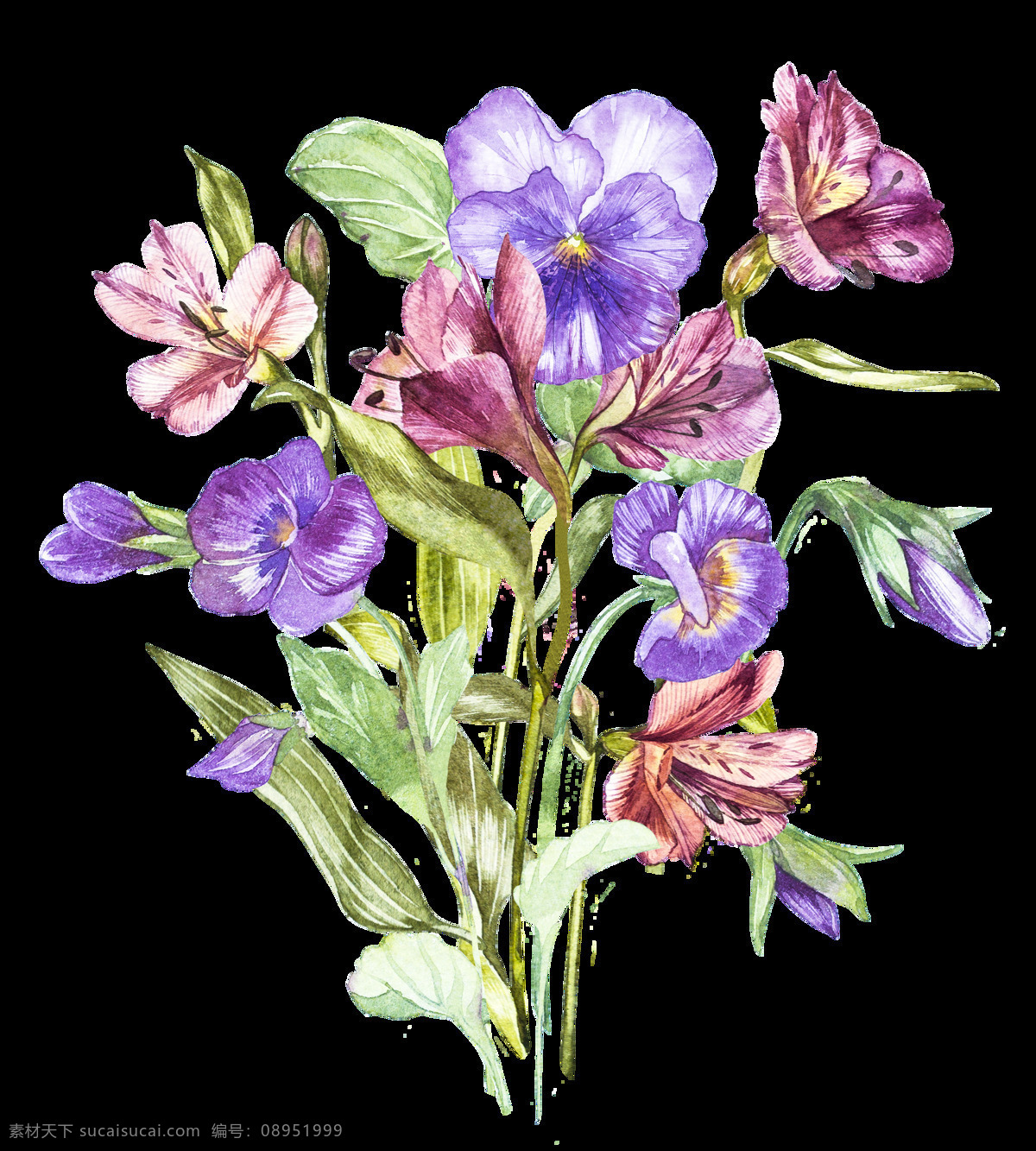 手绘 美丽 鲜花 透明 手绘图 花朵 透明素材 装饰素材