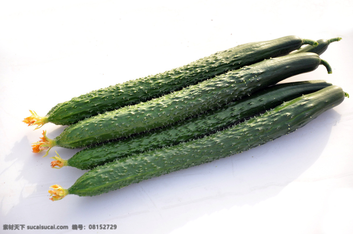 黄瓜 水黄瓜 鲜黄瓜 绿色黄瓜 蔬菜 菜篮子 水果蔬菜 超市蔬菜 蔬菜批发 绿色生活 生物世界