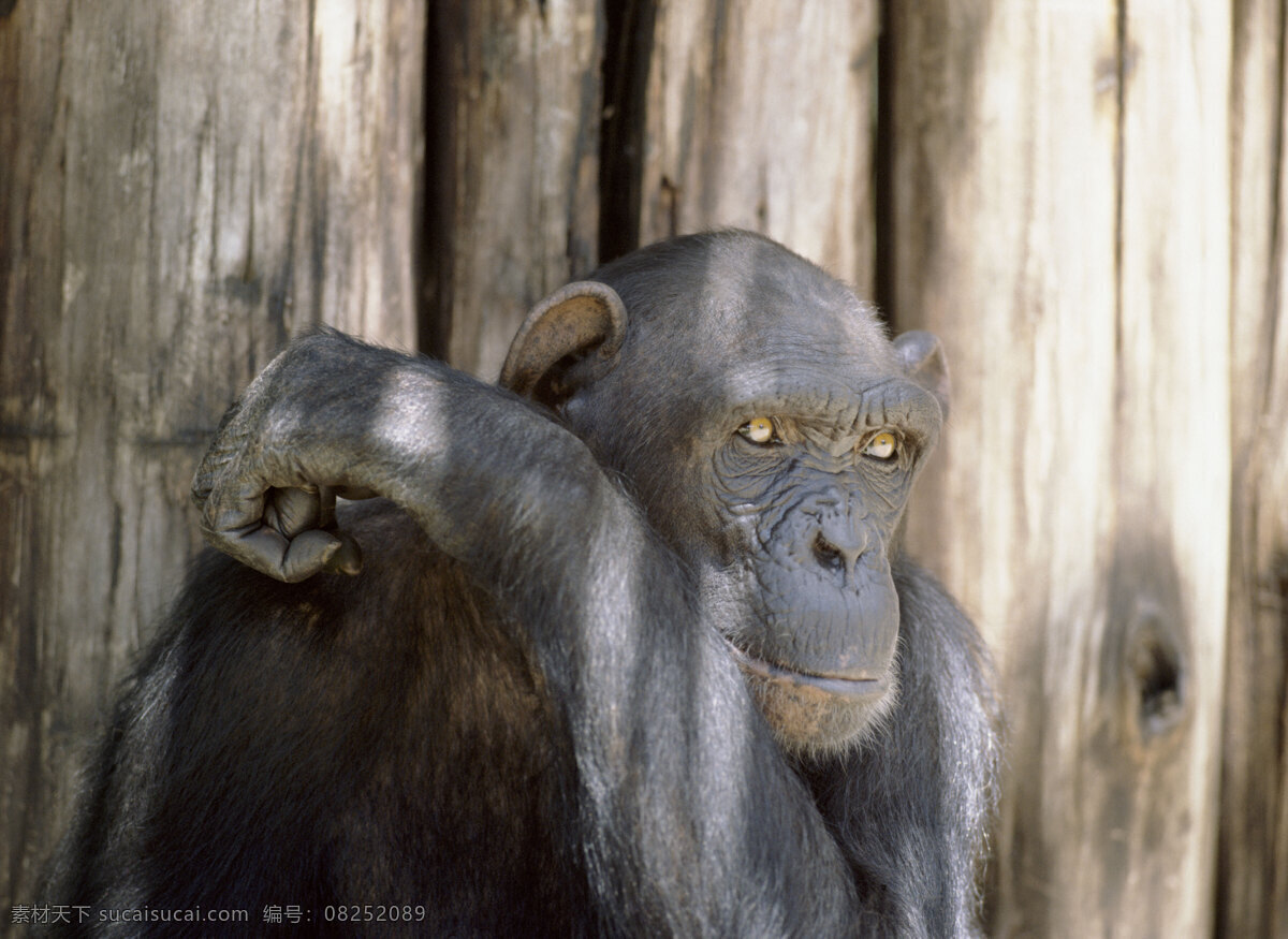 沉思的老猴子 非洲野生动物 动物世界 动物 jpg图片 非洲 野生动物 生物世界 摄影图片 猴子 脯乳动物 猴子高清图片 猴子写真 沉思的猴子 陆地动物 黑色
