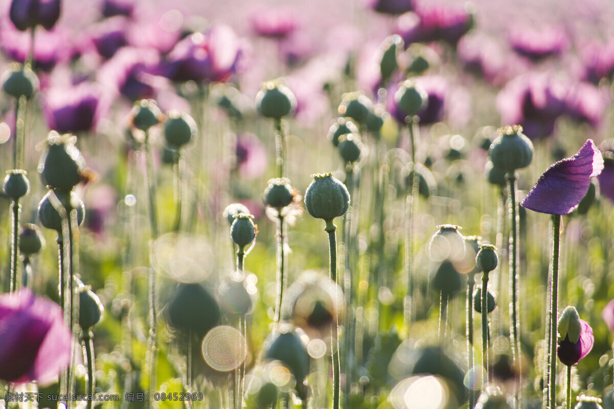 野花 花卉 鲜花 花朵 美丽鲜花 美丽风景 摄影图 鲜花背景 花草树木 生物世界