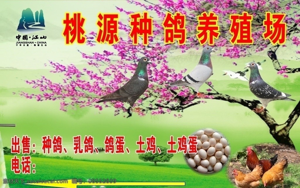 鸽子广告 鸽子 乳鸽 土鸡蛋 种鸽 鸽蛋 种鸽招牌