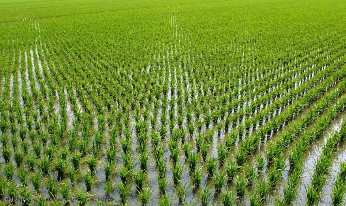 水田高清 水田 高清 移栽 田园风光 自然景观