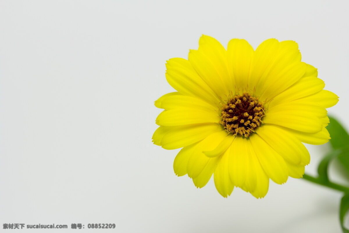 黄色淡雅花朵 花朵图片 淡雅花朵 黄色花朵 黄色 淡雅 花朵