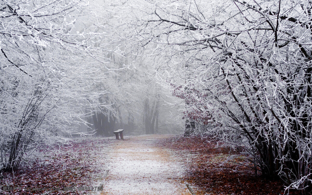 白雪皑皑 纯白 景色 高清 白雪 冬日 树木 日光 雪景 风景 旅游摄影 自然风景