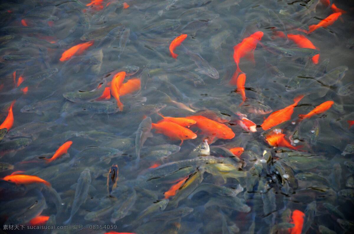 鱼群 池塘 金鱼 生物世界 鱼类 养鱼池 鲫鱼 喂食 抢食 争抢