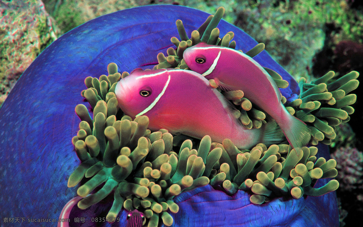 热带鱼 海缸 海鱼 粉色 鱼 珊瑚 珊瑚礁 大自然 生物世界 海洋生物