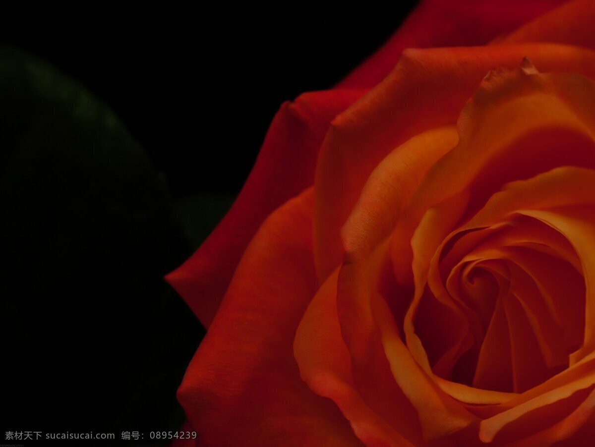 鲜花 鲜花背景 高清鲜花 花 花背景 唯美 唯美背景 花朵 玫瑰 rose 石榴花 芙蓉花 荷花 栀子花 山茶花 茶梅花 桃花 樱花 杏花 梨花 月季花 玫瑰花 茉莉花 蔷薇花 迎春花 海棠花 兰花 桂花 菊花 梅花 丁香花 金银花 凌霄花 水仙花 那些花儿 生物世界 花草