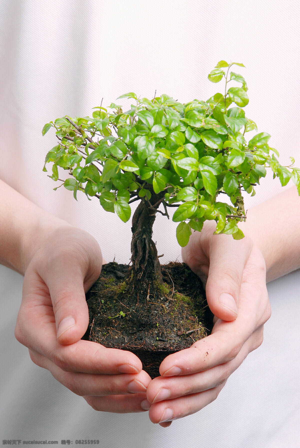 植物 幼苗 高清 泥土 土壤 双手 捧着 小树 希望 成长 呵护 关心 发芽 培育 培养 手势 动作 爱心 爱护 珍惜 关爱 生命 意义 手掌 手心 树木树叶 生物世界