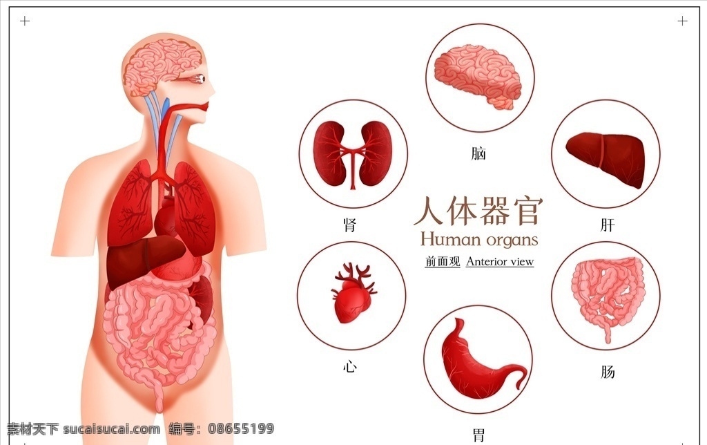 人体器官图片 人体器官 脑 肾 心脏 胃 大肠 肝脏