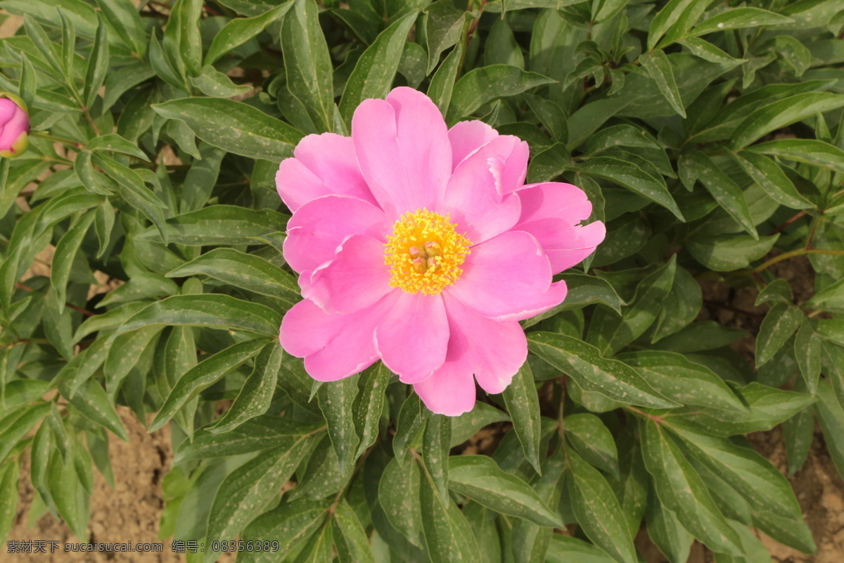 芍药花 芍药 将离 离草 花卉 花儿 花骨朵 花草 植物 园林绿化 绿化景观 花朵 花蕊 园艺 芍药牡丹 生物世界