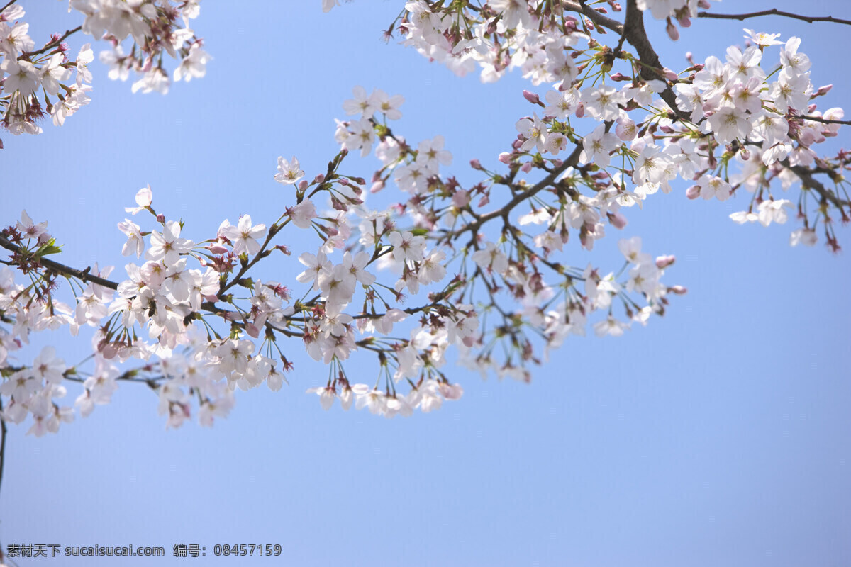 蓝天 下 樱花 树枝 横构图 自然 植物 仅植物 日光 户外 清新 白昼 风景 缤纷花语 浪漫 花 白色的小花 多株 日本国花 花苞 生命 花枝 高清图片 花草树木 生物世界