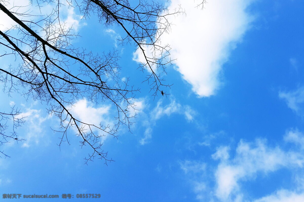 美丽 蓝天 白云 风景 高清 树枝 树木 枝头 枯枝 枯干