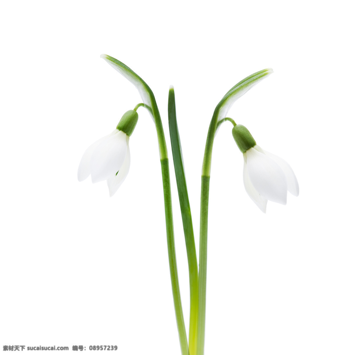春天 白色 小花 白色鲜花 春天花朵 鲜花 花卉 漂亮鲜花 美丽鲜花 花草树木 生物世界