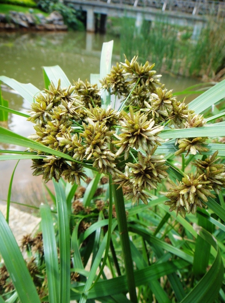 莎草 香附子 摄影图片 花草 生物世界