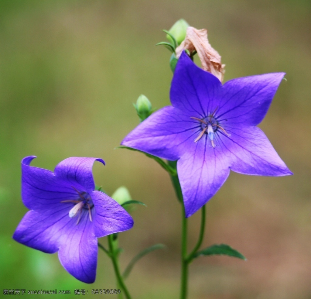 茑萝 沈阳 绿叶 绿茎 花骨朵 紫花 花草 生物世界