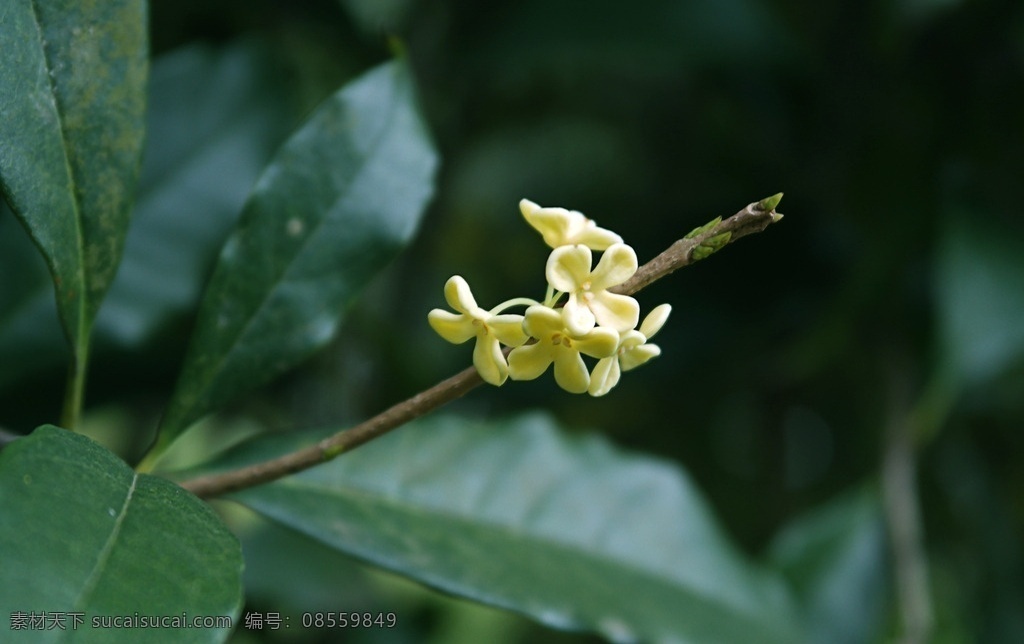 金桂 银桂 桂花树 桂花飘香 桂花林 桂花香 八月桂花香 桂花园 桂花 生物世界 花草