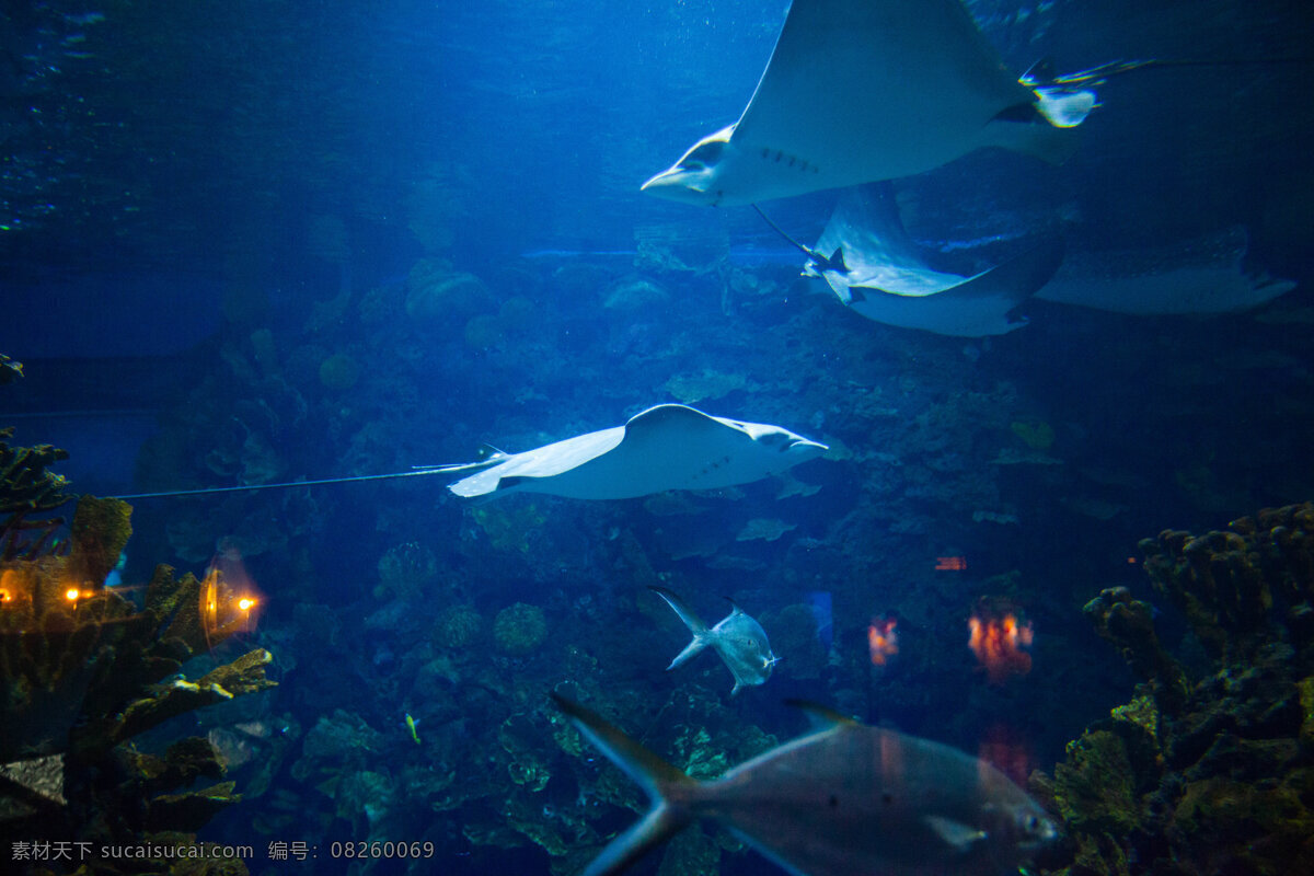 北京 海底 海洋 海洋生物 旅游 旅游景点 鲨鱼 北京海洋馆 主题乐园 现代建筑 鱼类 生物世界