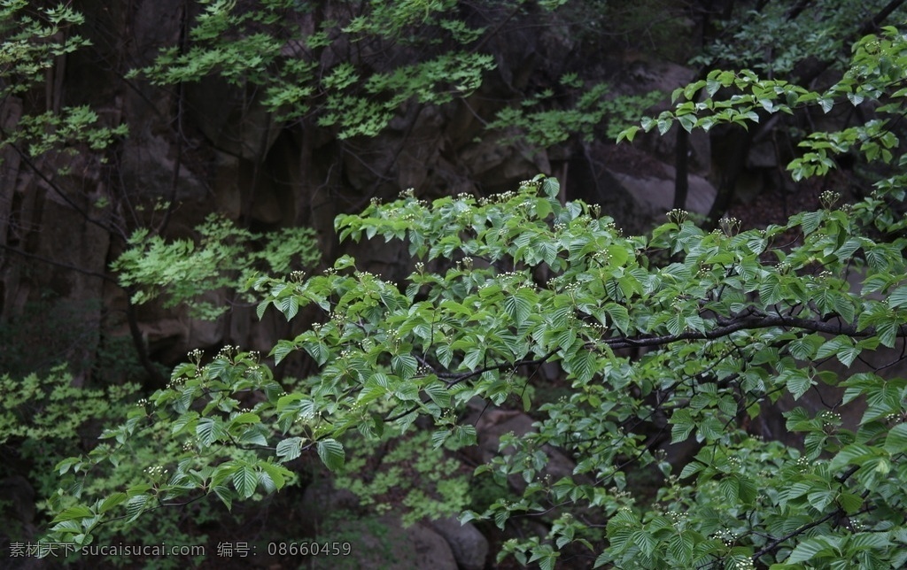 绿叶 植被 树木 绿色 春天 自然风景 山水树木 生物世界 树木树叶