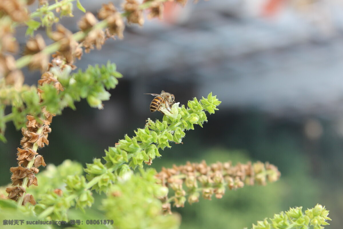 勤劳 蜜蜂 蜂 蜂蜜 昆虫 生物世界 勤劳的蜜蜂 采蜜 花丛中的蜜蜂