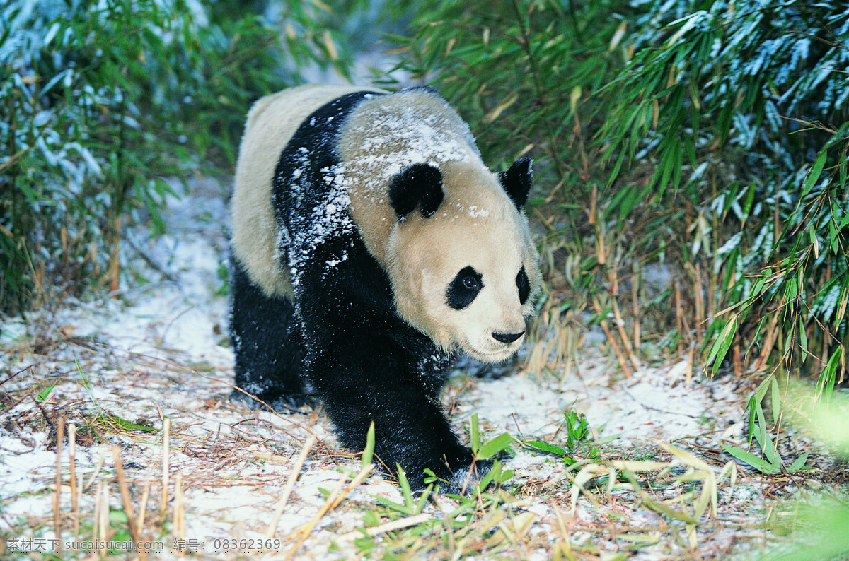 行走 熊猫 动物 野生动物 雪地 猫咪图片 生物世界